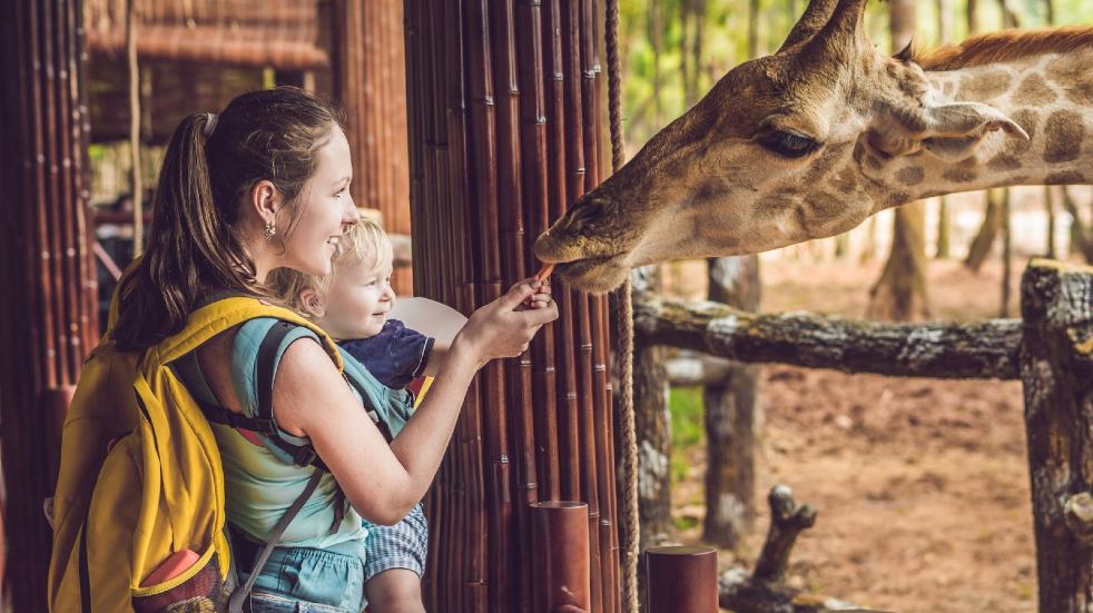 child feeding giraffe at zoo